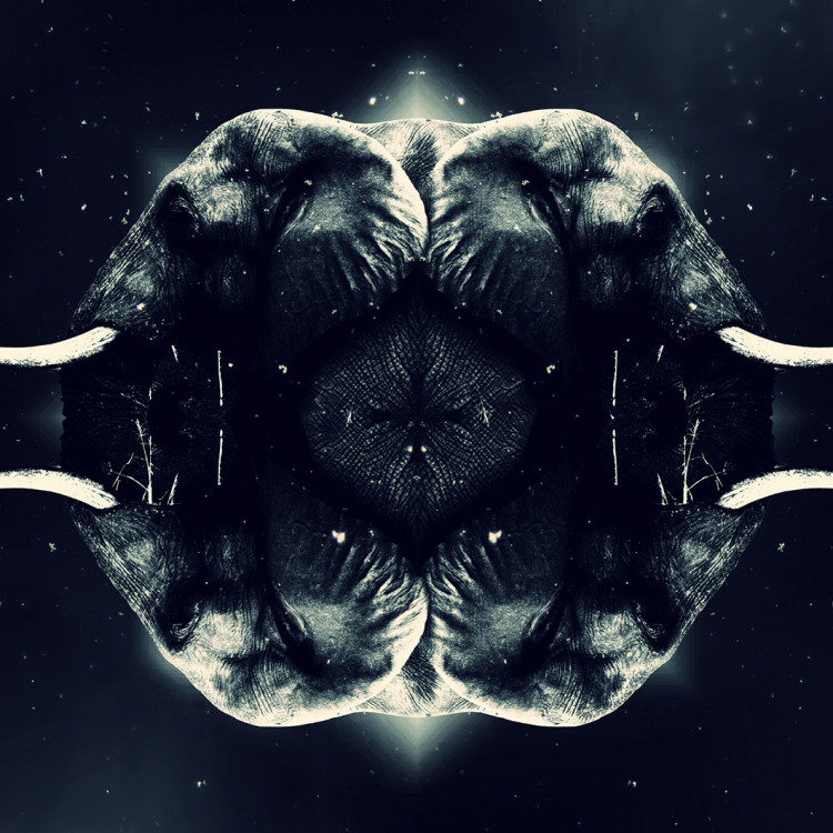 Calm Elephant